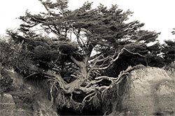 link to Hangin in There a black and white photograph by Kelly Irving, Canadian artist
